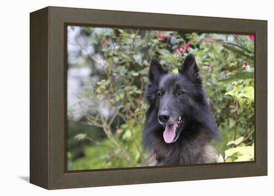 Belgian Tervurens Shepherd 06-Bob Langrish-Framed Premier Image Canvas