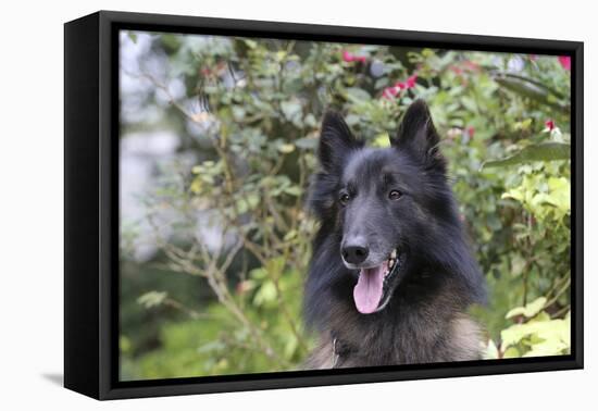 Belgian Tervurens Shepherd 06-Bob Langrish-Framed Premier Image Canvas