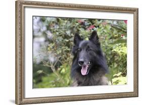 Belgian Tervurens Shepherd 06-Bob Langrish-Framed Photographic Print