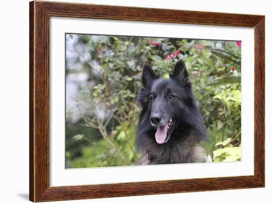 Belgian Tervurens Shepherd 06-Bob Langrish-Framed Photographic Print