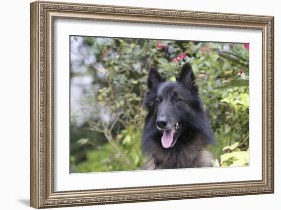 Belgian Tervurens Shepherd 06-Bob Langrish-Framed Photographic Print