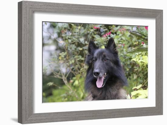 Belgian Tervurens Shepherd 06-Bob Langrish-Framed Photographic Print