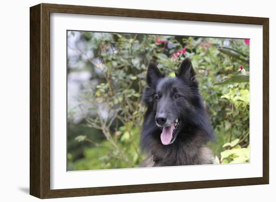 Belgian Tervurens Shepherd 06-Bob Langrish-Framed Photographic Print