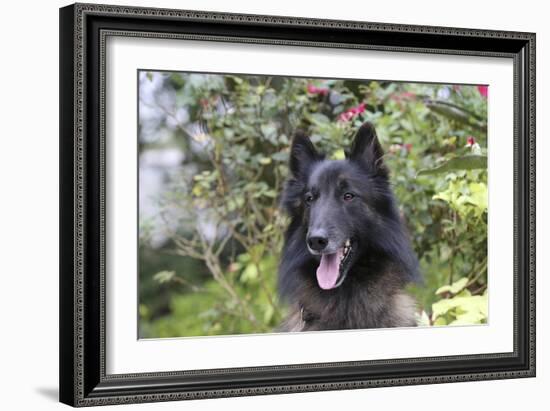 Belgian Tervurens Shepherd 06-Bob Langrish-Framed Photographic Print