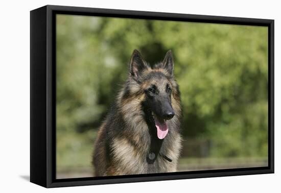 Belgian Tervurens Shepherd 18-Bob Langrish-Framed Premier Image Canvas