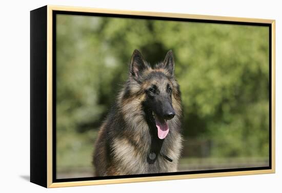 Belgian Tervurens Shepherd 18-Bob Langrish-Framed Premier Image Canvas