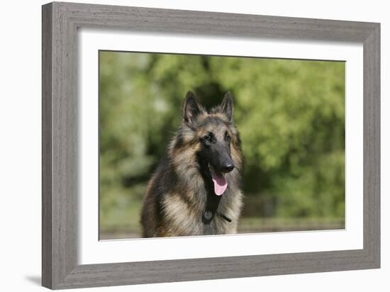 Belgian Tervurens Shepherd 18-Bob Langrish-Framed Photographic Print