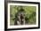 Belgian Tervurens Shepherd 18-Bob Langrish-Framed Photographic Print