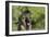 Belgian Tervurens Shepherd 18-Bob Langrish-Framed Photographic Print