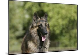 Belgian Tervurens Shepherd 18-Bob Langrish-Mounted Photographic Print