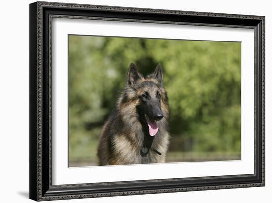 Belgian Tervurens Shepherd 18-Bob Langrish-Framed Photographic Print