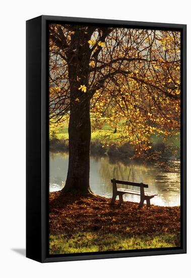 Belgium Bench in Park in Autumn by Beech Tree and Lake-null-Framed Premier Image Canvas
