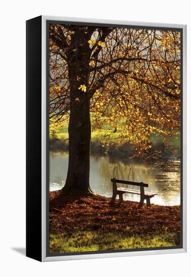 Belgium Bench in Park in Autumn by Beech Tree and Lake-null-Framed Premier Image Canvas