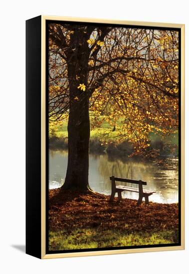 Belgium Bench in Park in Autumn by Beech Tree and Lake-null-Framed Premier Image Canvas