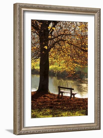 Belgium Bench in Park in Autumn by Beech Tree and Lake-null-Framed Photographic Print