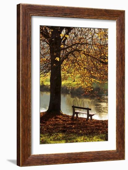 Belgium Bench in Park in Autumn by Beech Tree and Lake-null-Framed Photographic Print