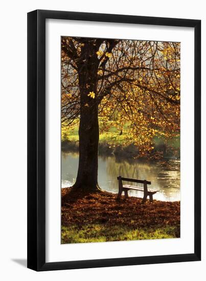 Belgium Bench in Park in Autumn by Beech Tree and Lake-null-Framed Photographic Print