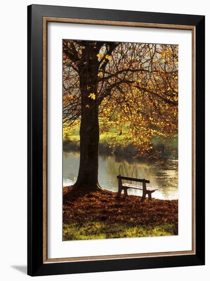 Belgium Bench in Park in Autumn by Beech Tree and Lake-null-Framed Photographic Print