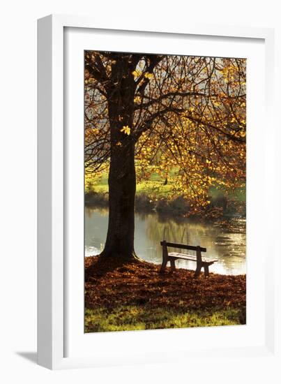 Belgium Bench in Park in Autumn by Beech Tree and Lake-null-Framed Photographic Print