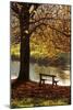Belgium Bench in Park in Autumn by Beech Tree and Lake-null-Mounted Photographic Print