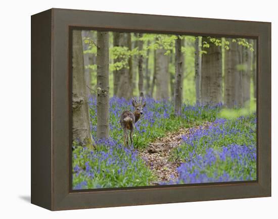 Belgium, Flanders, 'Hallerbos' (Forest), Roe Deer, Capreolus Capreolus-Andreas Keil-Framed Premier Image Canvas