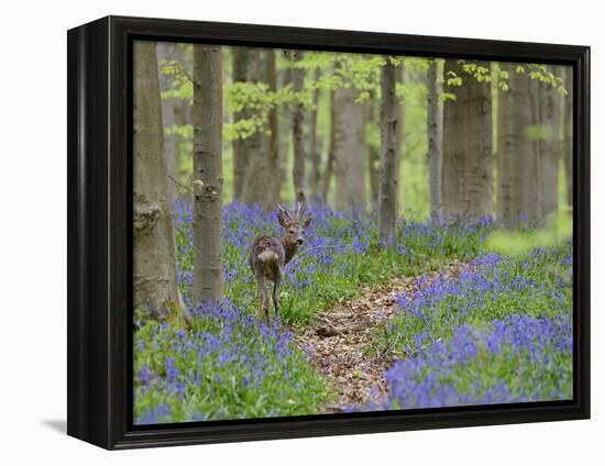 Belgium, Flanders, 'Hallerbos' (Forest), Roe Deer, Capreolus Capreolus-Andreas Keil-Framed Premier Image Canvas