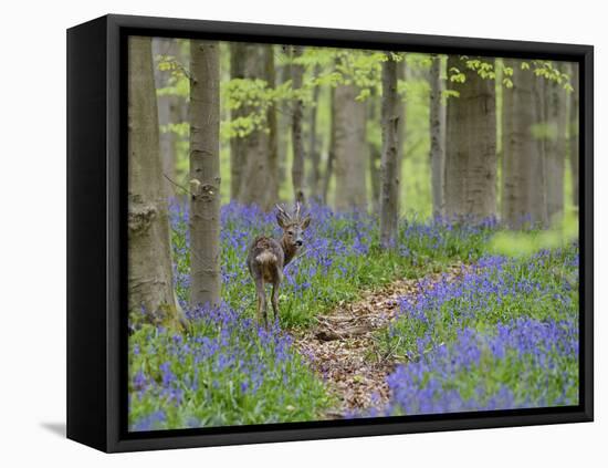 Belgium, Flanders, 'Hallerbos' (Forest), Roe Deer, Capreolus Capreolus-Andreas Keil-Framed Premier Image Canvas