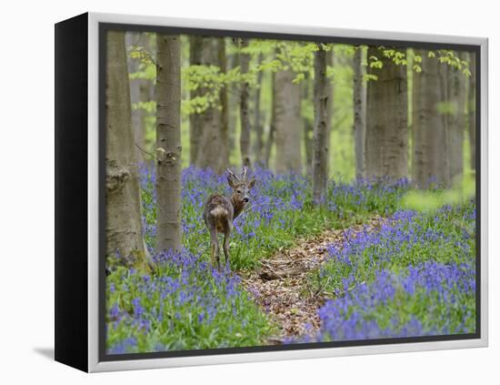 Belgium, Flanders, 'Hallerbos' (Forest), Roe Deer, Capreolus Capreolus-Andreas Keil-Framed Premier Image Canvas