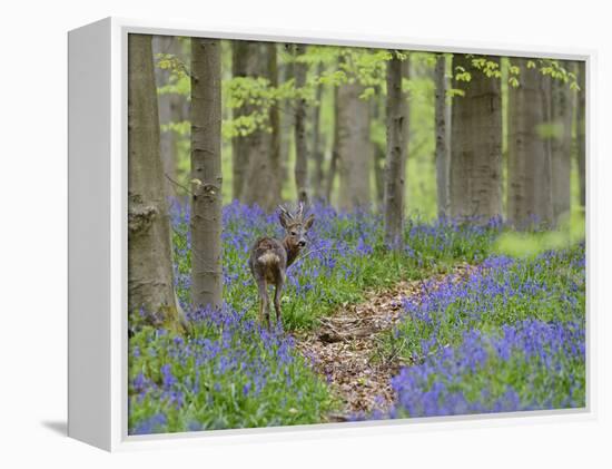Belgium, Flanders, 'Hallerbos' (Forest), Roe Deer, Capreolus Capreolus-Andreas Keil-Framed Premier Image Canvas