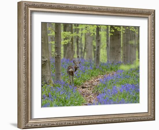 Belgium, Flanders, 'Hallerbos' (Forest), Roe Deer, Capreolus Capreolus-Andreas Keil-Framed Photographic Print