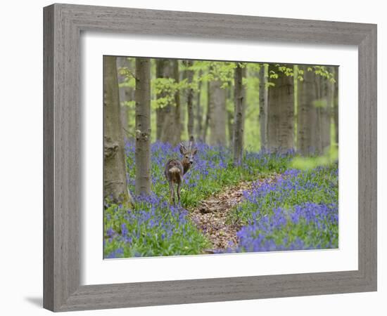 Belgium, Flanders, 'Hallerbos' (Forest), Roe Deer, Capreolus Capreolus-Andreas Keil-Framed Photographic Print