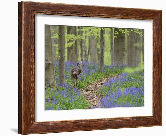 Belgium, Flanders, 'Hallerbos' (Forest), Roe Deer, Capreolus Capreolus-Andreas Keil-Framed Photographic Print