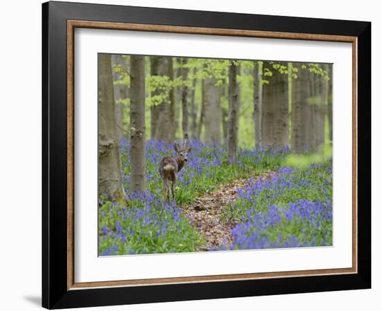 Belgium, Flanders, 'Hallerbos' (Forest), Roe Deer, Capreolus Capreolus-Andreas Keil-Framed Photographic Print