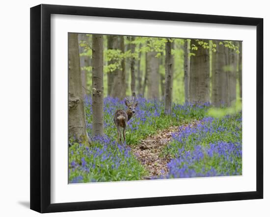 Belgium, Flanders, 'Hallerbos' (Forest), Roe Deer, Capreolus Capreolus-Andreas Keil-Framed Photographic Print