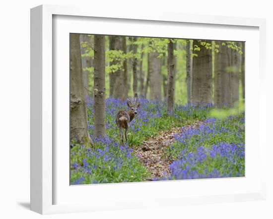 Belgium, Flanders, 'Hallerbos' (Forest), Roe Deer, Capreolus Capreolus-Andreas Keil-Framed Photographic Print