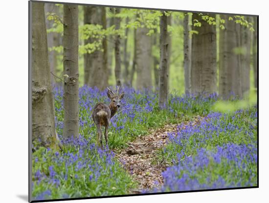 Belgium, Flanders, 'Hallerbos' (Forest), Roe Deer, Capreolus Capreolus-Andreas Keil-Mounted Photographic Print