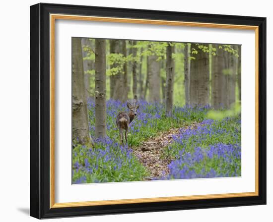 Belgium, Flanders, 'Hallerbos' (Forest), Roe Deer, Capreolus Capreolus-Andreas Keil-Framed Photographic Print