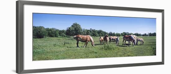 Belgium Horses Grazing in Field, Jordan, Scott County, Minnesota, Usa-null-Framed Photographic Print