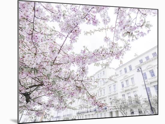 Belgravia Blossoms-Assaf Frank-Mounted Giclee Print