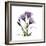 Believe Gentian-Albert Koetsier-Framed Premium Giclee Print