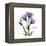 Believe Gentian-Albert Koetsier-Framed Stretched Canvas