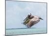 Belize, Ambergris Caye. Adult Brown Pelican flies over the Caribbean Sea-Elizabeth Boehm-Mounted Photographic Print