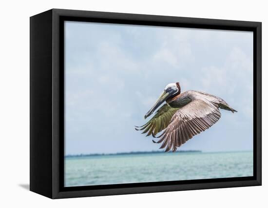 Belize, Ambergris Caye. Adult Brown Pelican flies over the Caribbean Sea-Elizabeth Boehm-Framed Premier Image Canvas