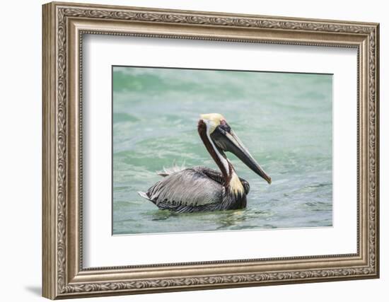 Belize, Ambergris Caye. Adult Brown Pelican floats on the Caribbean Sea.-Elizabeth Boehm-Framed Photographic Print