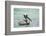 Belize, Ambergris Caye. Adult Brown Pelican floats on the Caribbean Sea.-Elizabeth Boehm-Framed Photographic Print