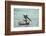 Belize, Ambergris Caye. Adult Brown Pelican floats on the Caribbean Sea.-Elizabeth Boehm-Framed Photographic Print