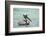 Belize, Ambergris Caye. Adult Brown Pelican floats on the Caribbean Sea.-Elizabeth Boehm-Framed Photographic Print