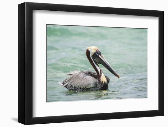 Belize, Ambergris Caye. Adult Brown Pelican floats on the Caribbean Sea.-Elizabeth Boehm-Framed Photographic Print