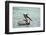 Belize, Ambergris Caye. Adult Brown Pelican floats on the Caribbean Sea.-Elizabeth Boehm-Framed Photographic Print