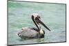 Belize, Ambergris Caye. Adult Brown Pelican floats on the Caribbean Sea.-Elizabeth Boehm-Mounted Photographic Print